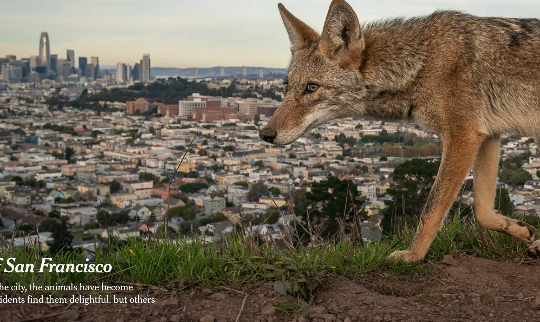 The New York Times Created a Spectacular, Multi-Media Piece Around the History of Coyotes in San Francisco and Marin County – It’s Well Worth Your Time